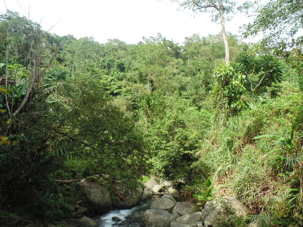 Dense dipterocarp forests cover the lower slopes of Mt Binaratan