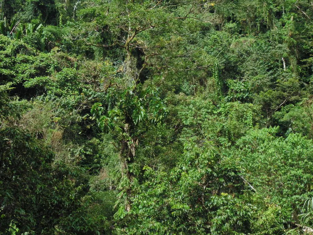 Dense forests of Maducayan, Natonin