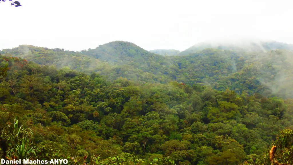 A bird's eye view of Sayang Mossy Forest Philippines