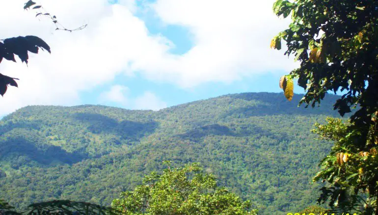 Forests cover of Maducayan, Natonin