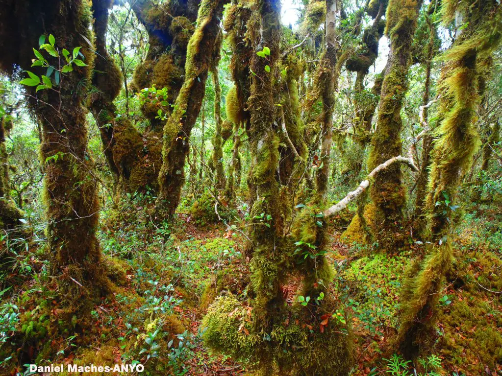 Mt Hilong-Hilong is one of the tourist spots in Agusan del Norte