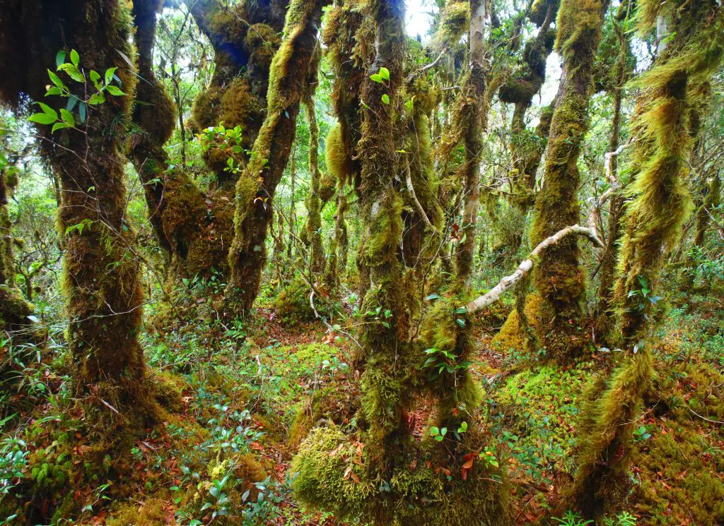 Sayang Mossy Forest is one of the hidden tourist destinations in the Philippines