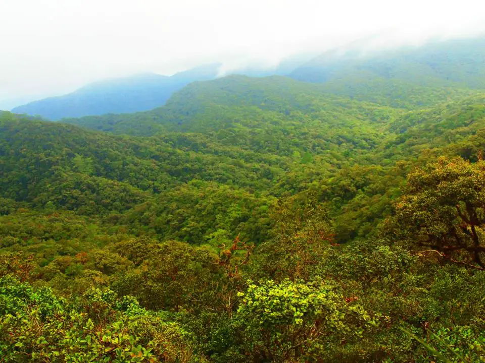 A bird's eye view of Sayang Mossy Forest Philippines in Barlig, Mountain Province