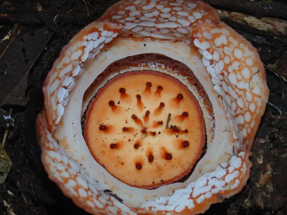 Rafflesia flower found in Lias, Barlig, Mountain Province