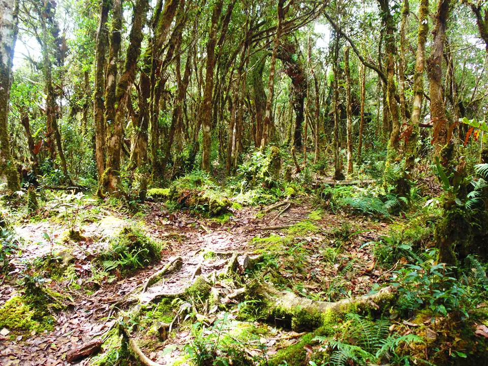 Mossy forests at Lake Tufub, Barlig.