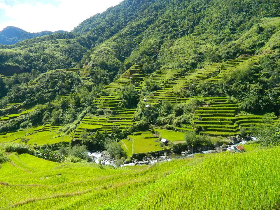 Naculla Rice Terraces in the Philippines