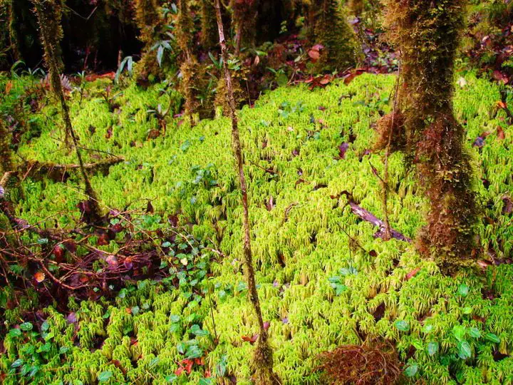 Mosses thrive at Siblaw Taraw, Barlig.