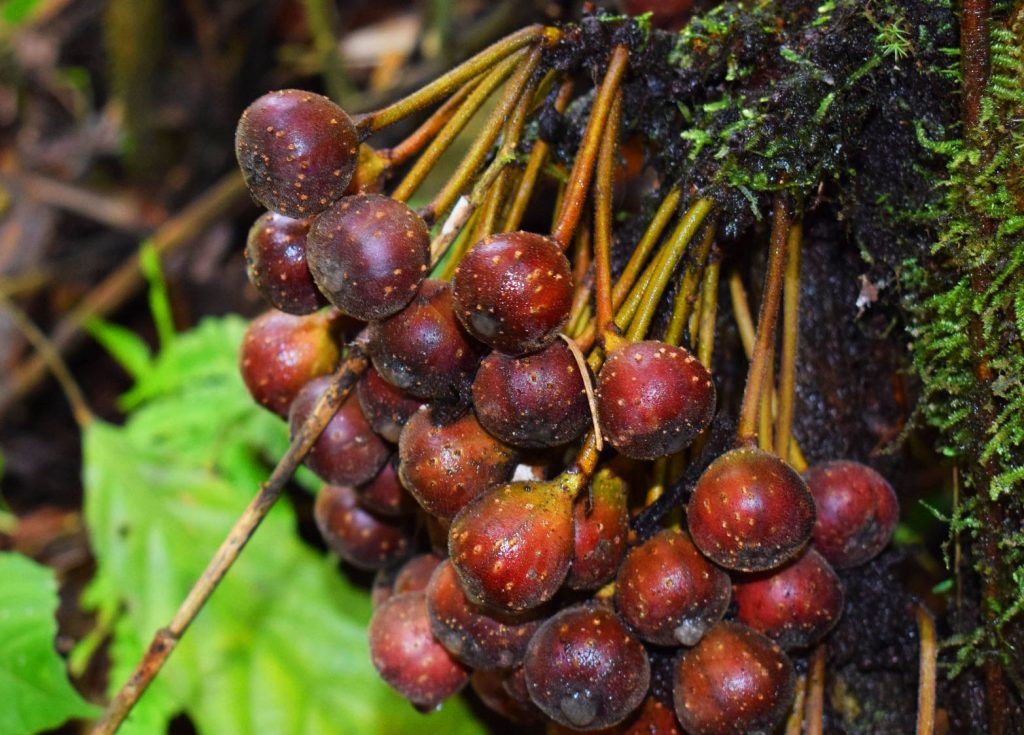 Wild fruits as seen along the way to Shamsham Falls, Baayan, Tublay, Benguet.