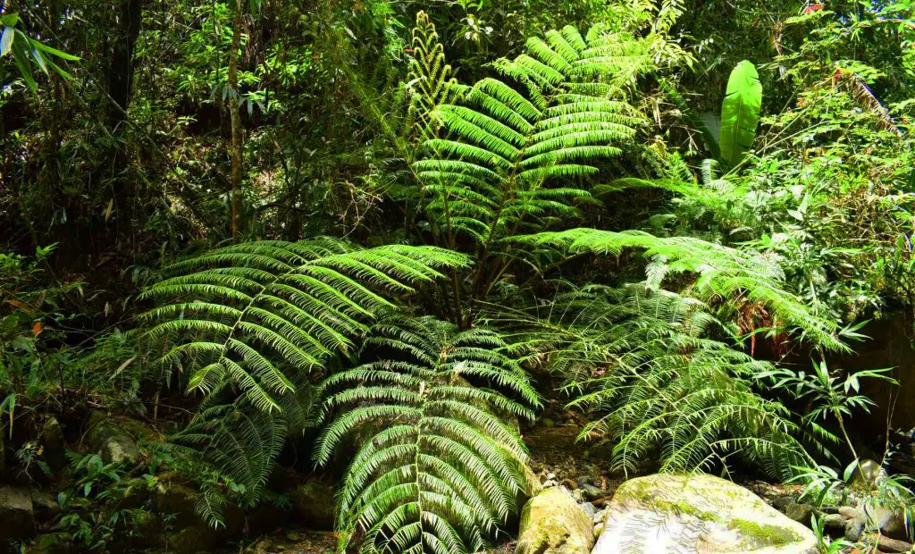 A tree fern as seen along the way to Shamsham Falls, Baayan, Tublay, Benguet.