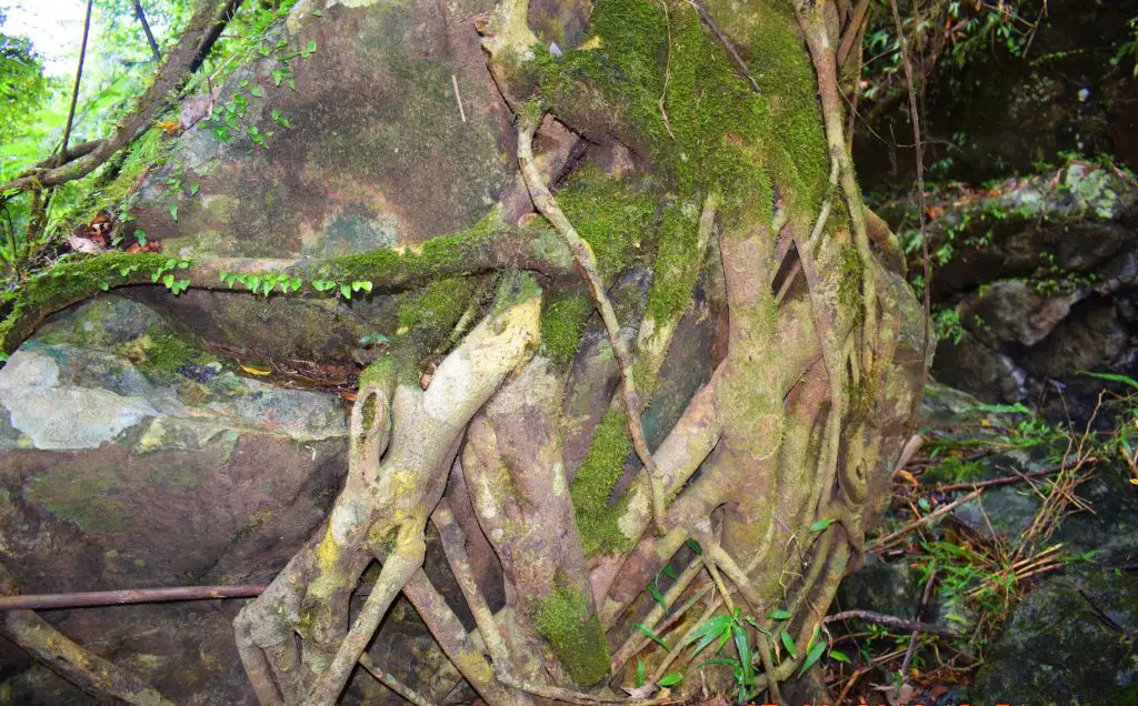 Gnarled roots as seen along the way to Shamsham Falls.