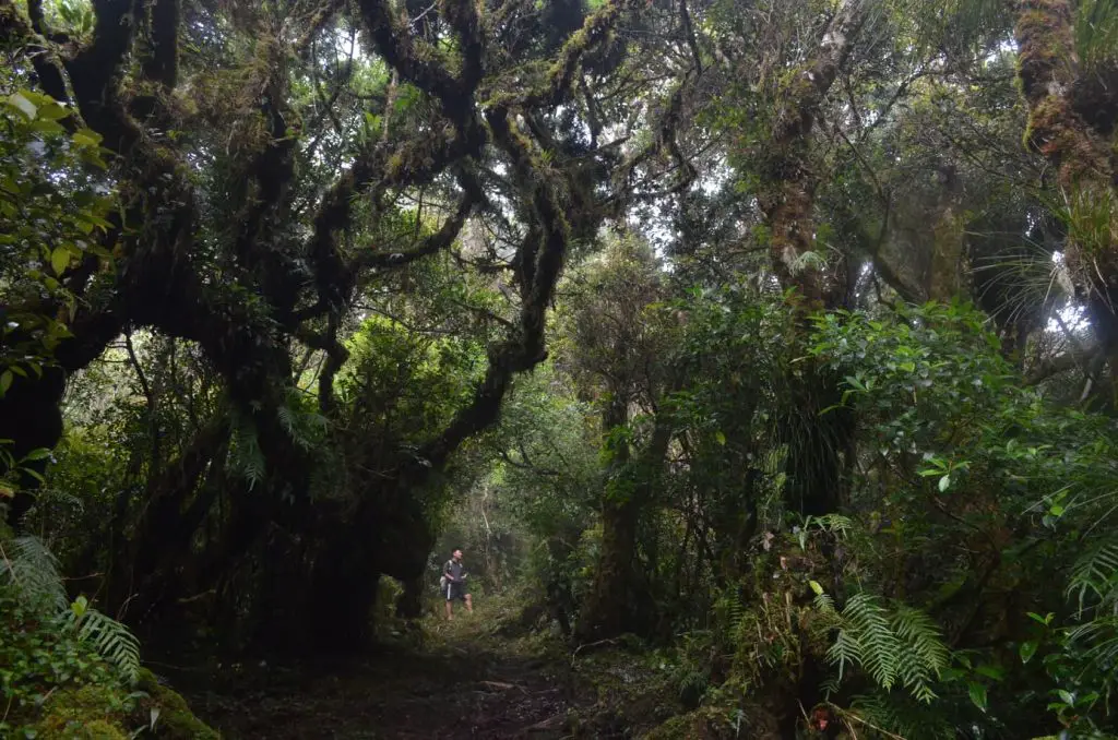 Mossy forests of Mt Amuyao