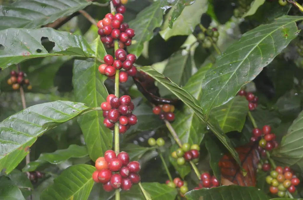 Coffee in Bagong, Sablan