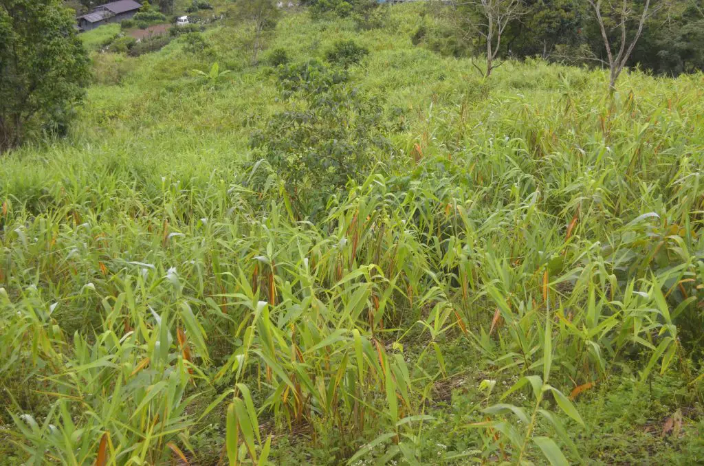 Tiger grass plantation in Bagong, Sablan