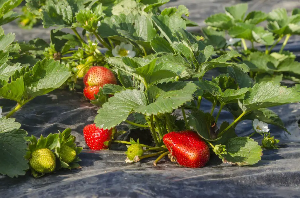 Benguet State University has strawberry farms. 