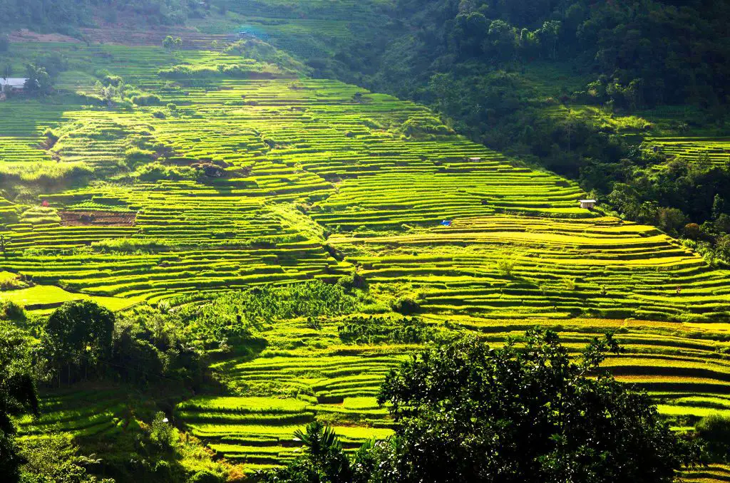 Nagacadan Rice Terraces of Kiangan. One of the tourist spots of Ifugao.