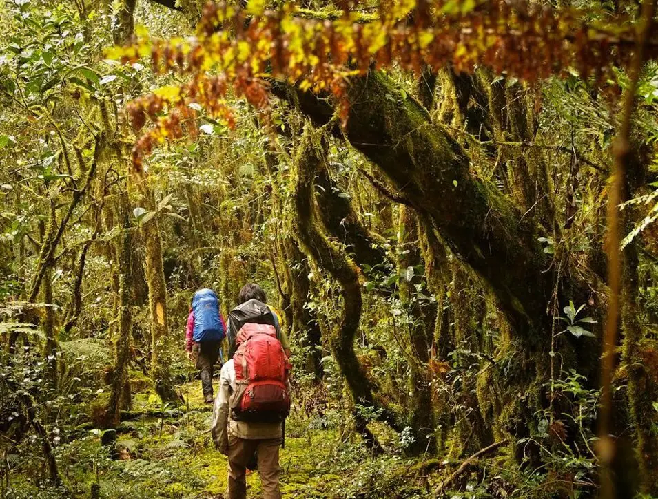 Mossy trail to Mt Kalawitan