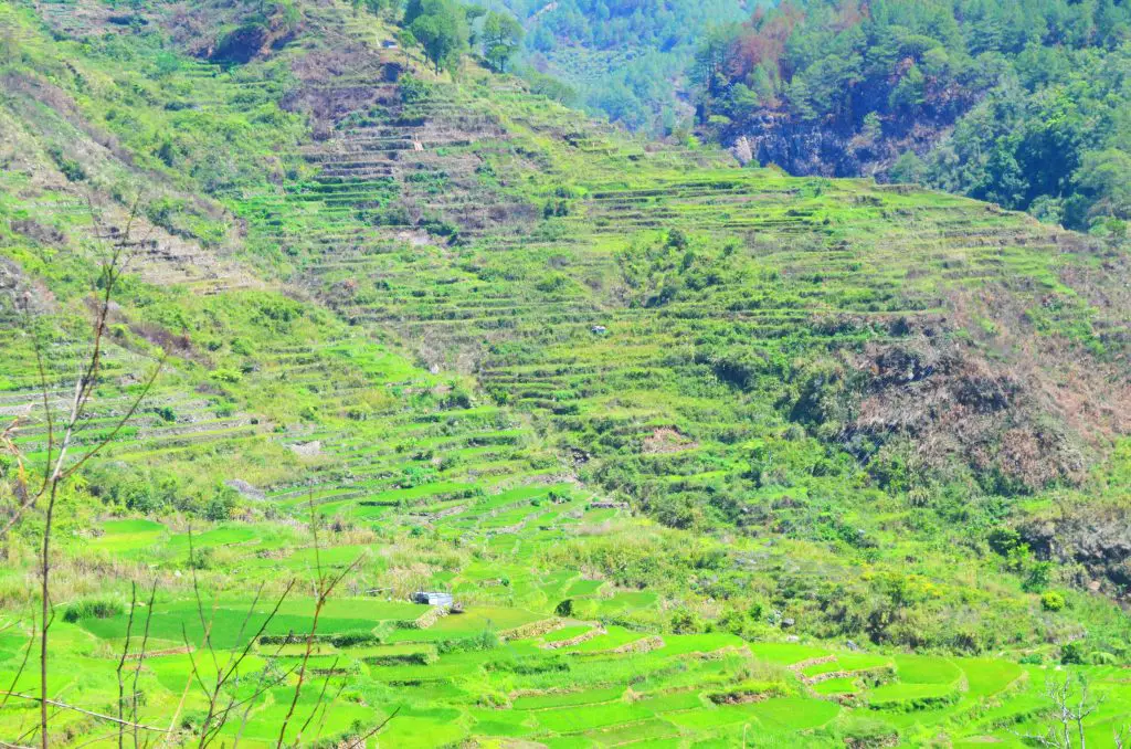 Another stunning view of Sagada rice terraces as seen along the way to Bomod-ok falls.