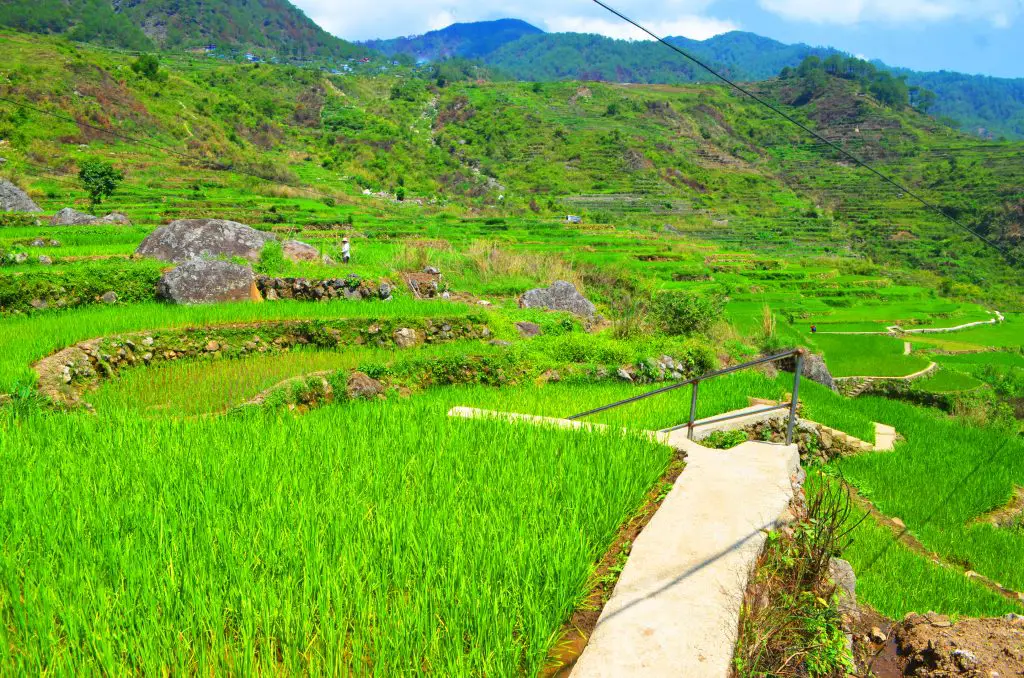 Sagada rice terraces as seen along the way to Bomod-ok falls.