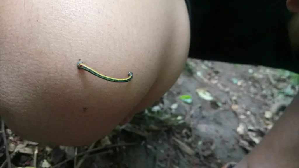 Leeches abound along the way to Mt Makiling