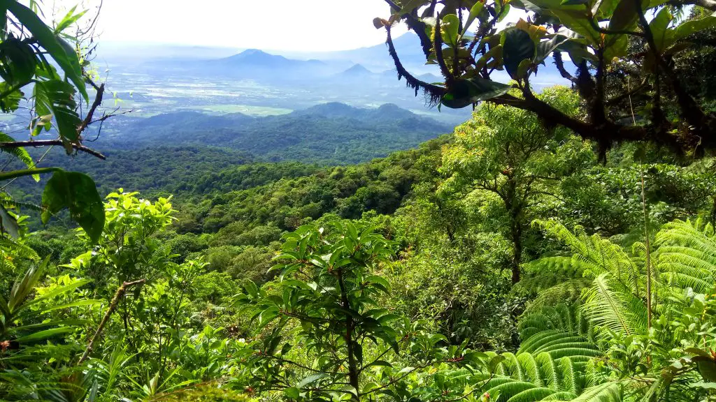 Partial view of the forest of Mt Makiling