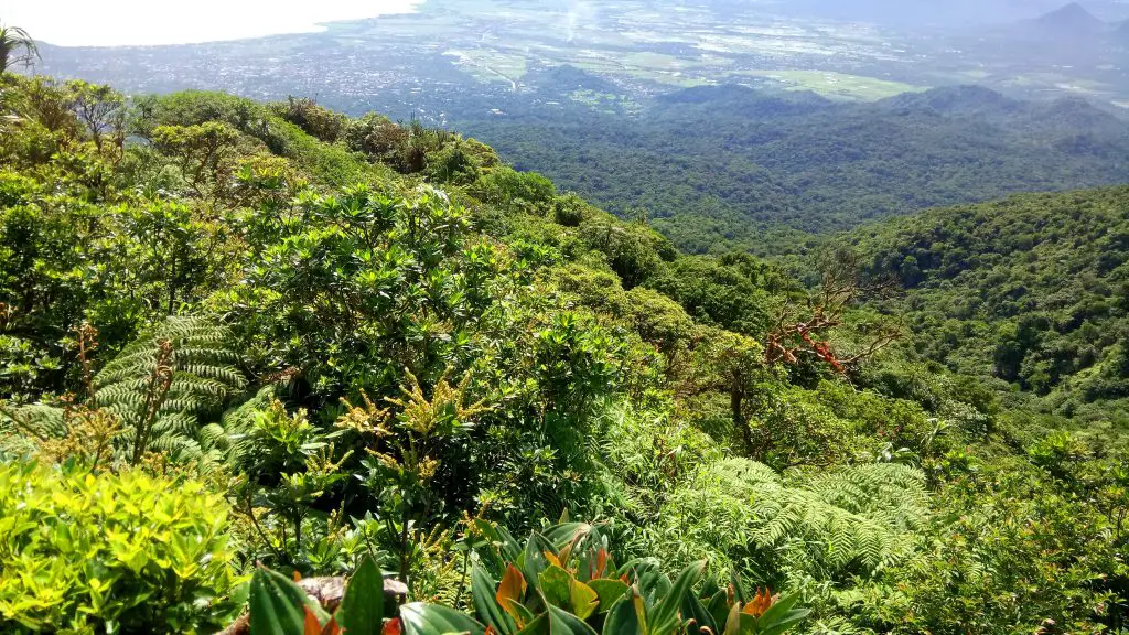 View of the forest as seen from Mt Makiling's peak