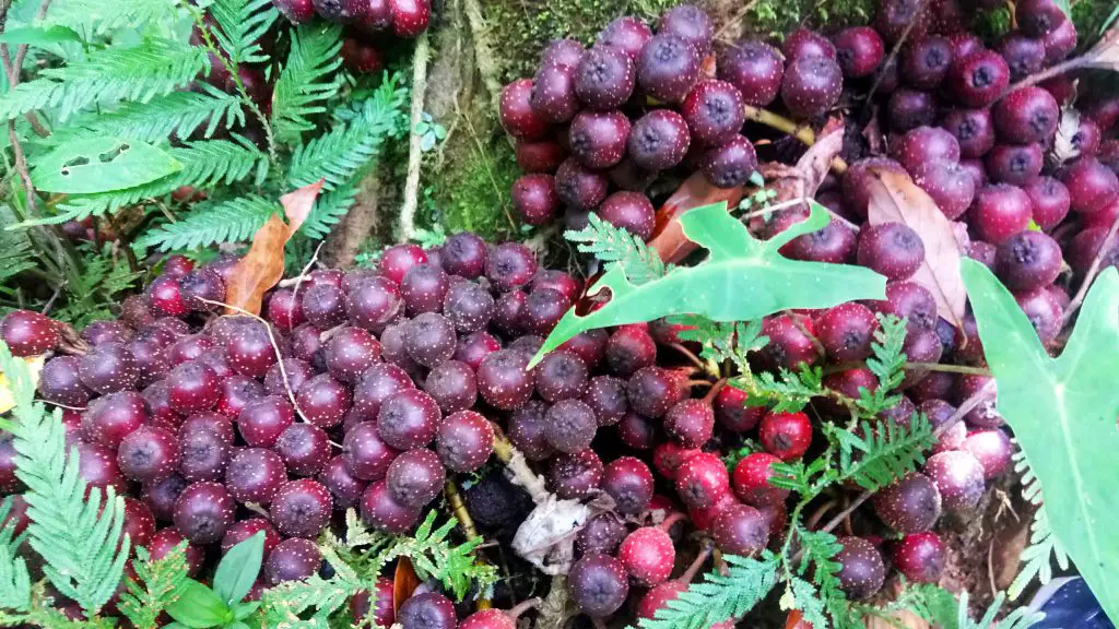 Fig fruits abound in Mt Makiling