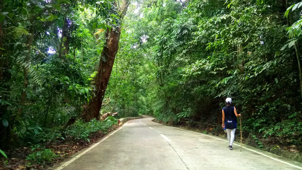 The cemented trail leading to Mt Makiling. 