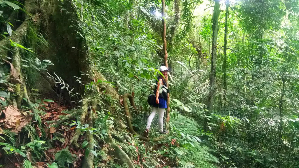 Forest bathing on the lower slopes of Mt Makiling