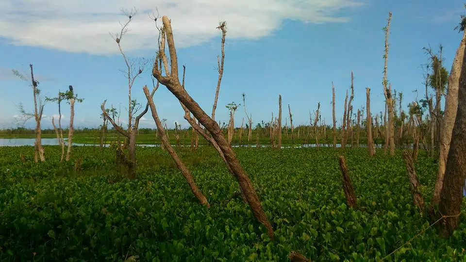 Agusan Marsh is one of the tourist spots in Agusan del Sur