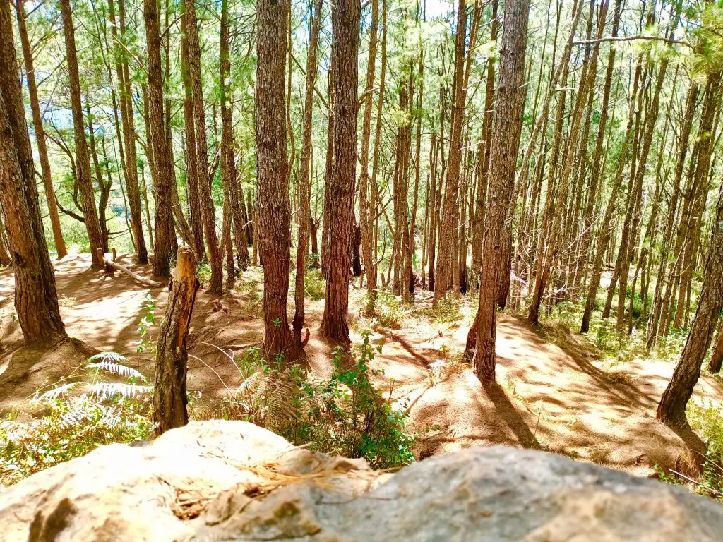 Pine forests can be seen along the way to Sagada hanging coffins