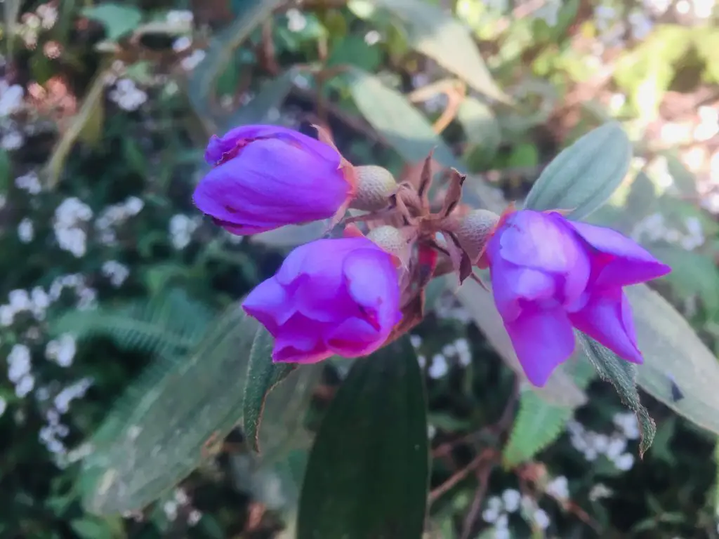 Flowers along the way to Marlboro Country/Marlboro Hills Sagada