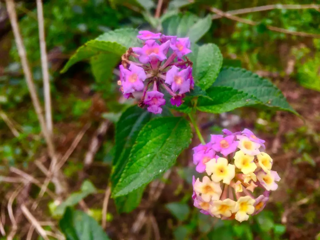 Flowers on the way to Blue Soil Sagada