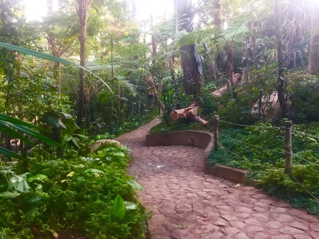 Lush pine forests at Botanical Garden Baguio