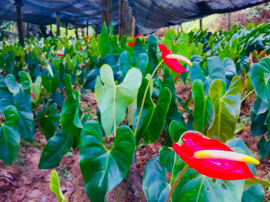 Flower farm at Winaca Eco Cultural Village