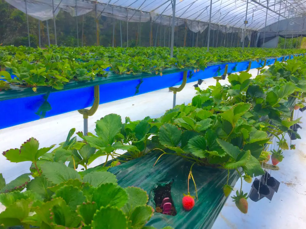 Strawberries at Winaca Eco Cultural Village