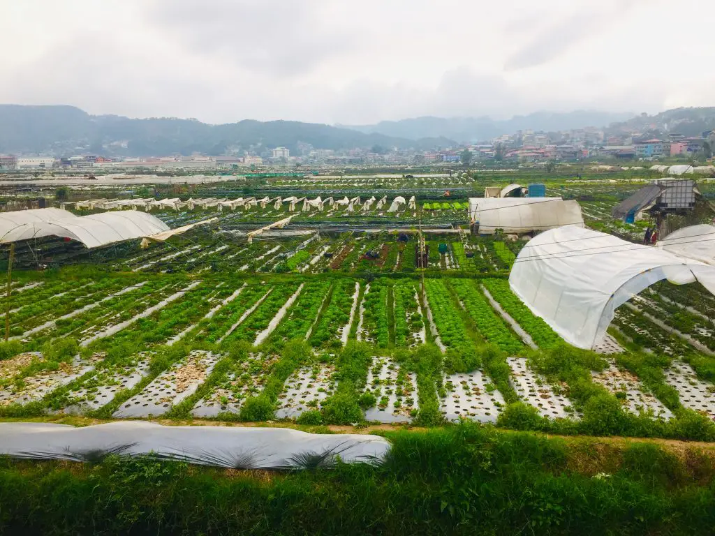 A view of the vast La Trinidad Strawberry Farm