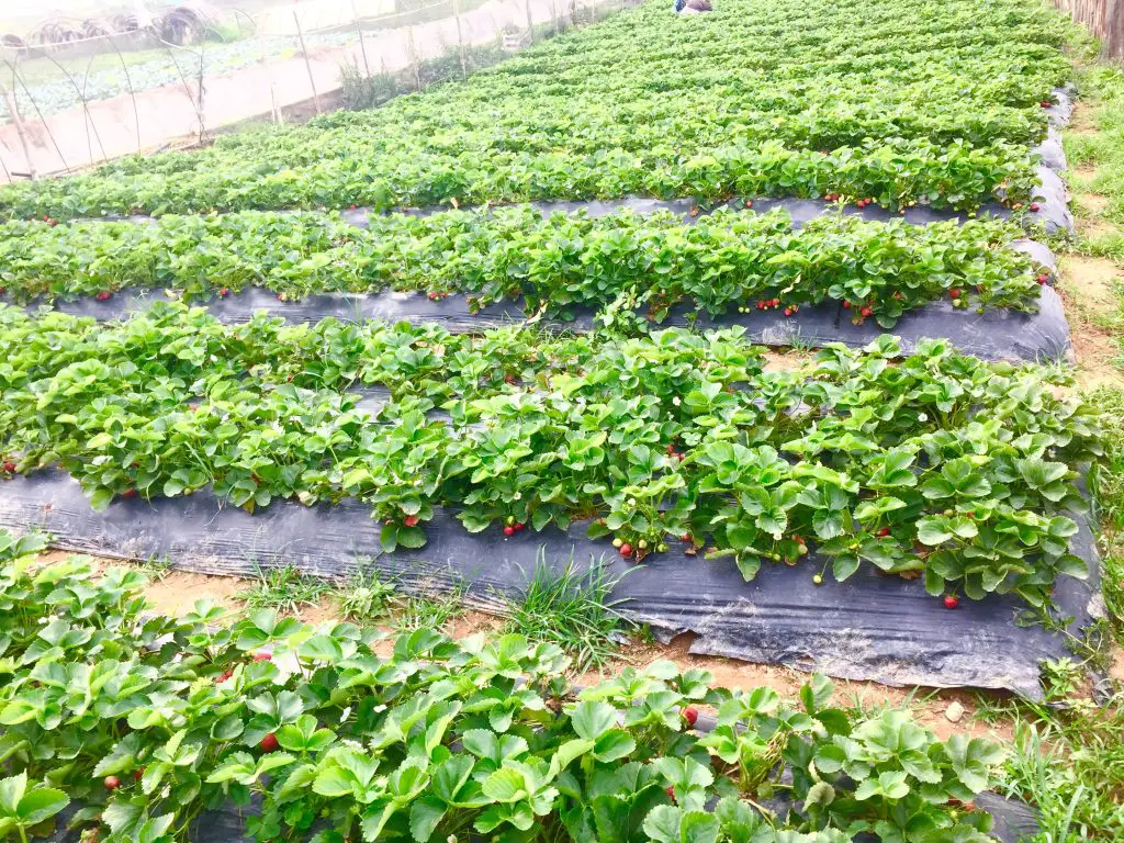 Look at those red strawberries at A signage near La Trinidad Strawberry Farm