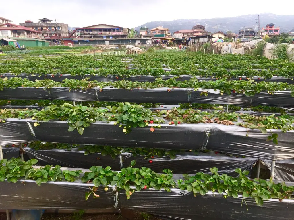 Strawberries at La Trinidad Strawberry Farm