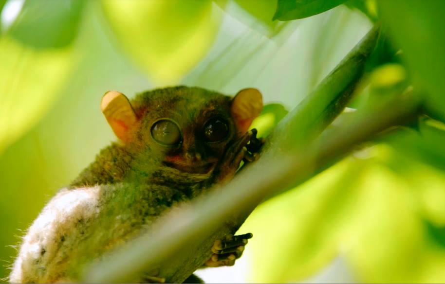 Tupi Tarsier Sanctuary is one of the best South Cotabato tourist spots