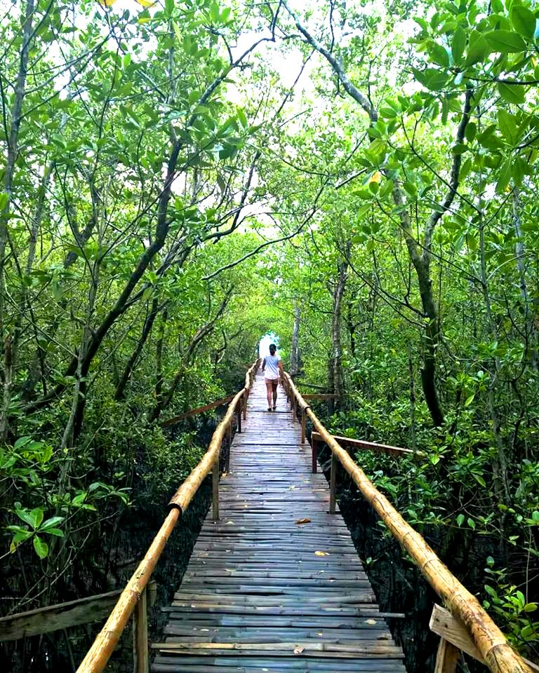 Pawa Mangrove Park is one of the best tourist spots/attractions in Masbate province