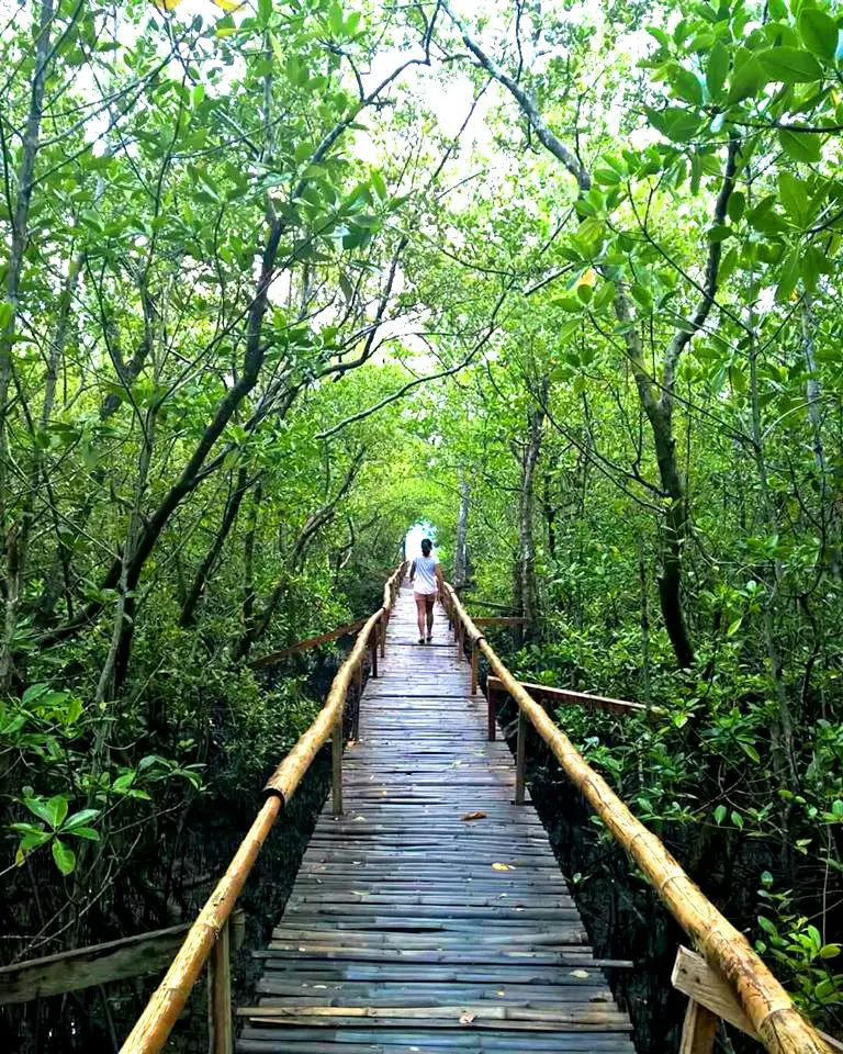 Pawa Mangrove Park is one of the best tourist spots/attractions in Masbate province