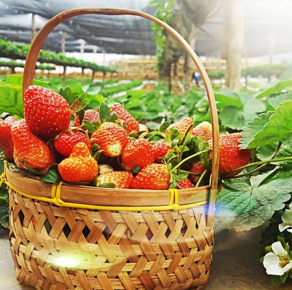 Aningalan Strawberry Garden is one of the best Antique tourist spot
