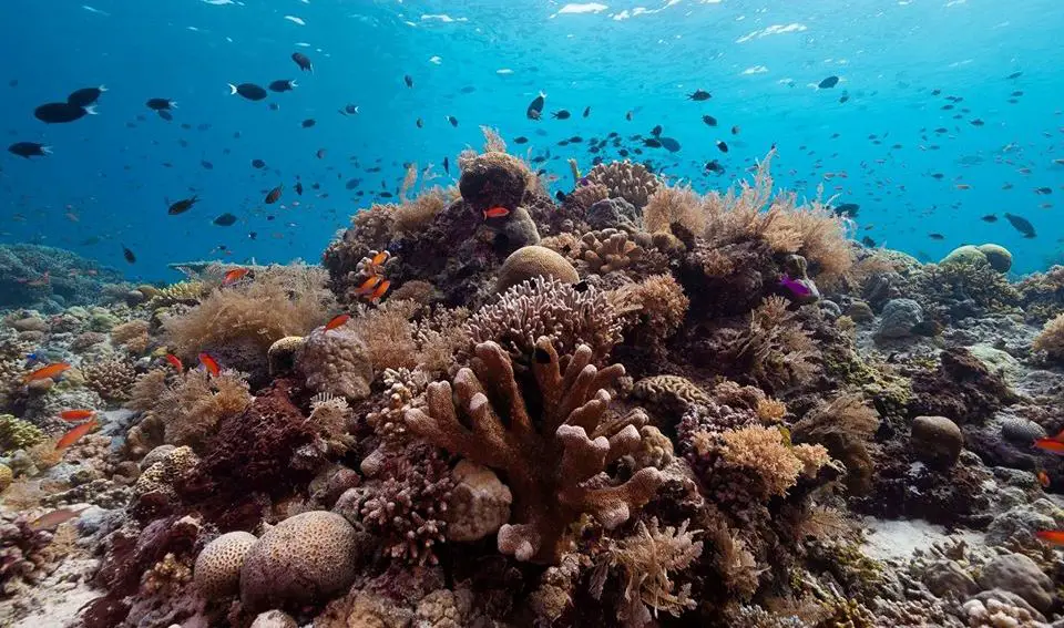 Tubbataha Reef National Marine Park is one of the best Sulu tourist spots/Sulu attractions