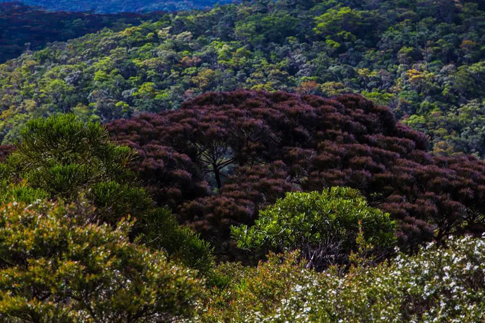 Bonsai Forest is one of the tourist spots in Isabela province.