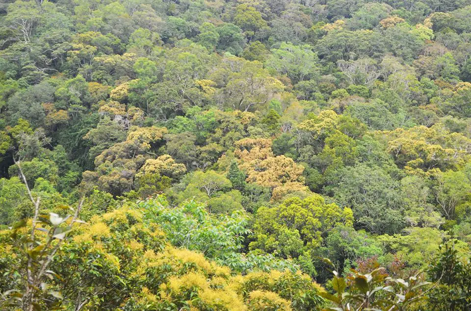 This forest is threatened by the Barlig road project