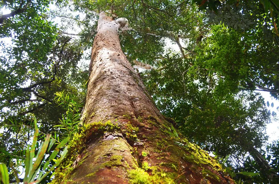 Changsuy Almaciga Forest is one of the threatened forests in the Philippines