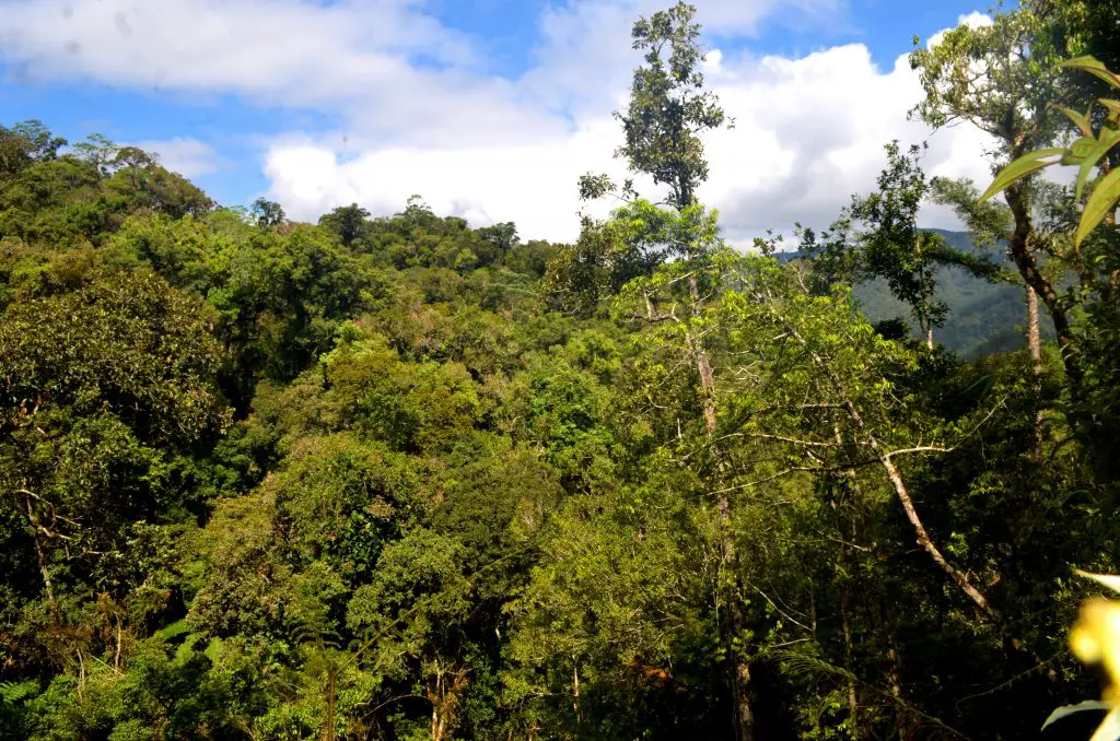 Sierra Madre National Park is one of the last primary forests in the Philippines