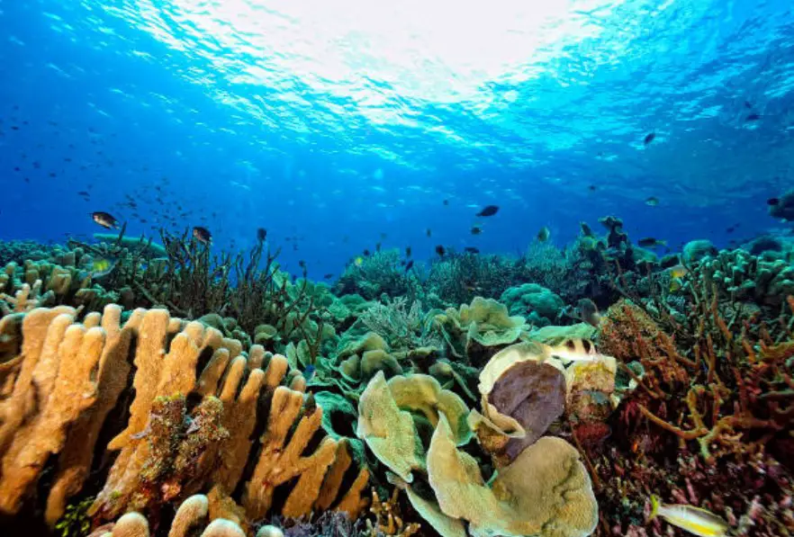 Tubbataha Reefs is a globally important Palawan tourist spot