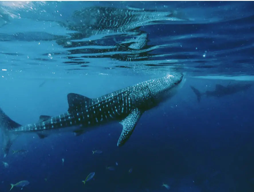 Oslob Whale Shark Watching is one of the best things to do and Cebu tourist spot