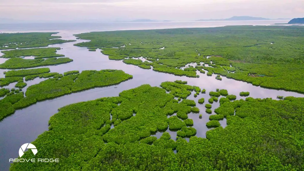 Del Carmen Mangrove Forest is a top Siargao tourist spot